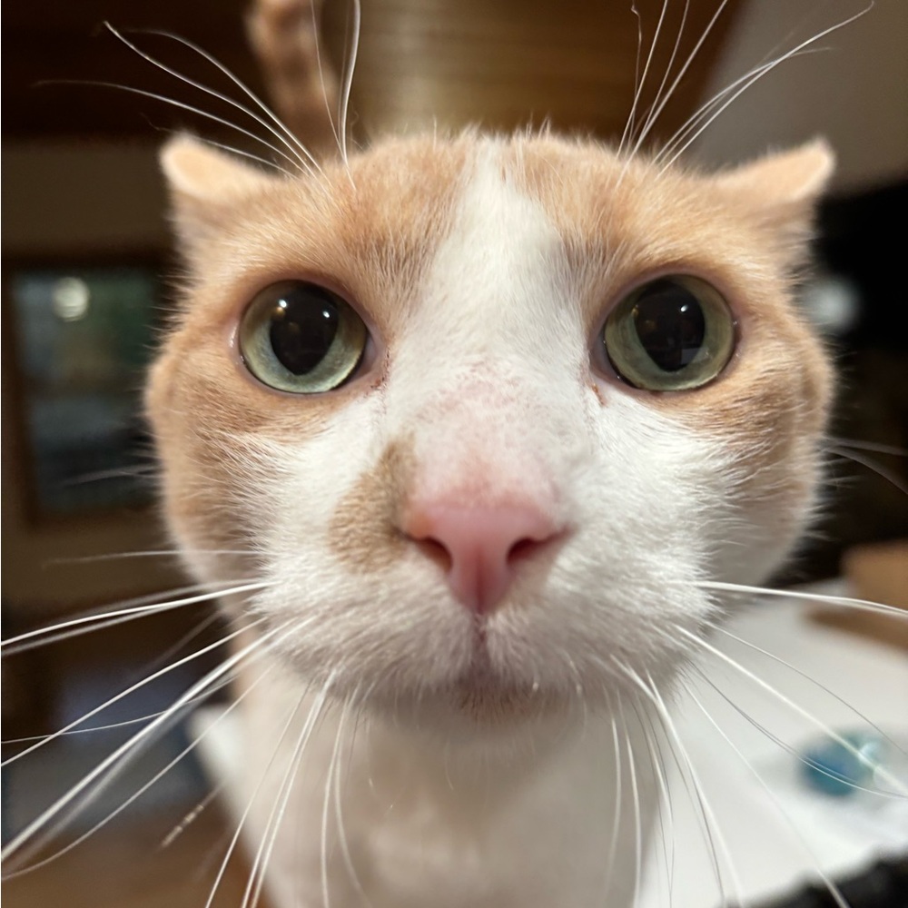 Meet your Posher, Toby’s Goods Galore!